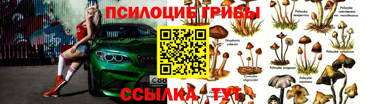 Галлюциногенные грибы Psilocybine cubensis Павловский Посад